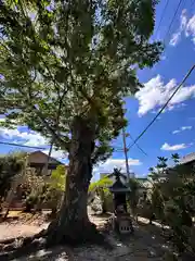 春日神社(奈良県)