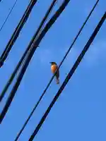 常陸国出雲大社の動物