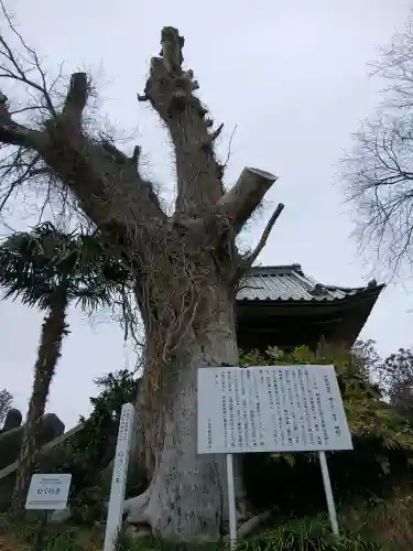 大円寺の{uncategorized: "未分類", other: "その他", undefined: "問題あり", building: "その他建物", grave: "お墓", sacred_gate: "鳥居", guardian: "狛犬", statue: "像", buddha: "仏像", history: "歴史", nature: "自然", garden: "庭園", animal: "動物", pagoda: "塔", temizu: "手水舎", mountain_gate: "山門・神門", sanctuary: "本殿・本堂", subordinate: "末社・摂社", art: "芸術", scenery: "景色", jizo: "地蔵", ema: "絵馬", goshuin: "御朱印", omikuji: "おみくじ", items: "授与品その他", amulet: "お守り", goshuincho: "御朱印帳", eats: "食事", festival: "お祭り", votive_dance: "神楽", shichigosan: "七五三参", wedding: "結婚式", experience: "体験その他", initially: "初詣", around: "周辺", anti_infection: "感染症対策"}