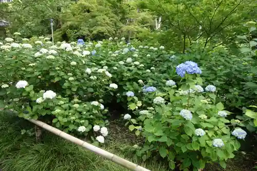 矢田寺の自然