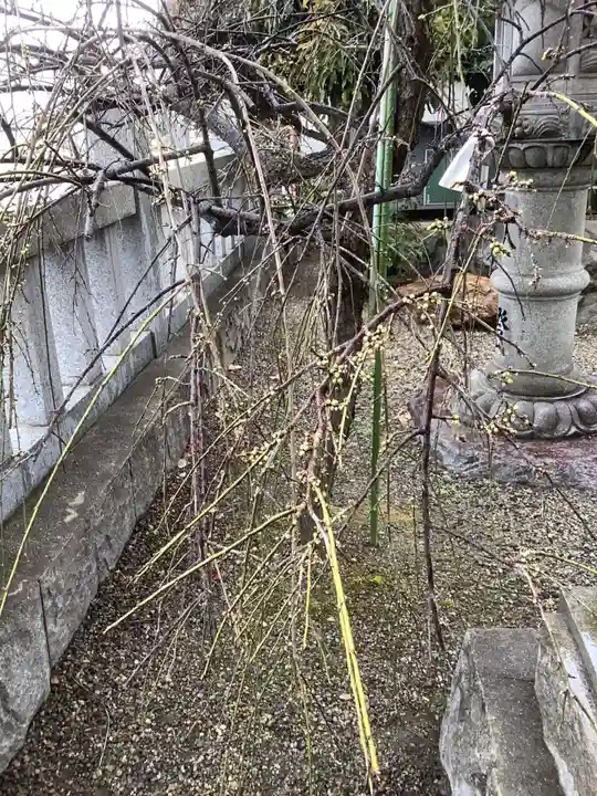 住吉神社(下津住吉町)の自然