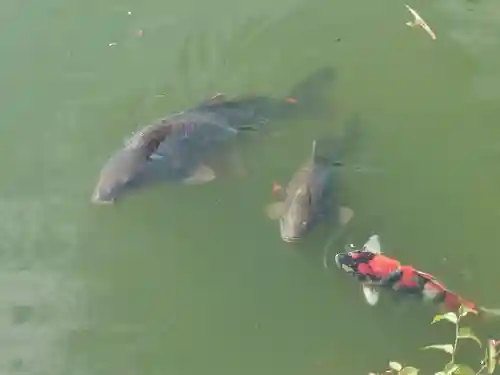 宗像神社(埼玉県)