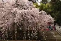 小川諏訪神社の自然