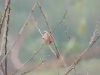 留辺蘂神社の動物