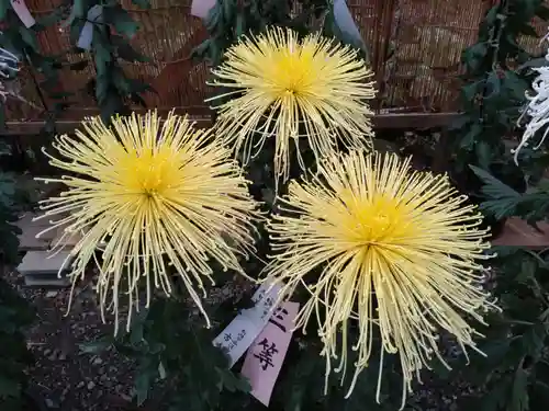 彌彦神社(新潟県)