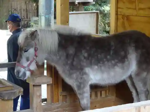 平塚八幡宮の動物