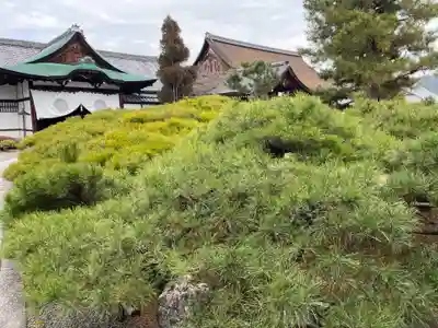 大覚寺(京都府)