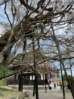 善峯寺(京都府)