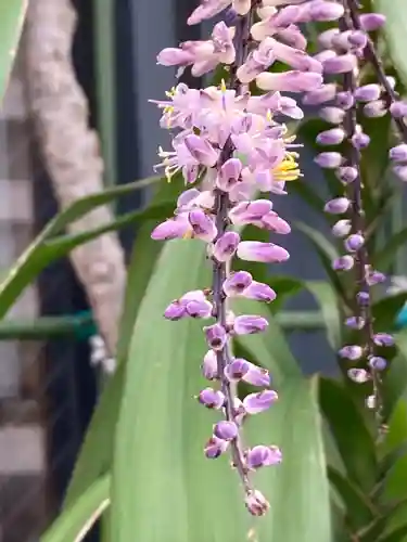 湯島天満宮(東京都)