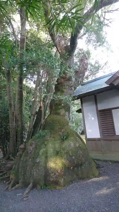 伊雜宮(皇大神宮別宮)の自然