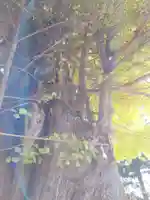 八幡神社の自然