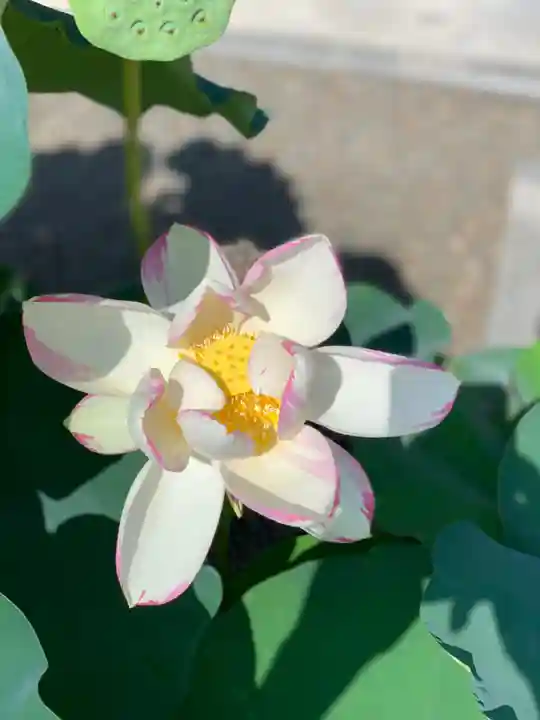 上行寺(静岡県)