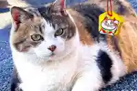 賀茂別雷神社(栃木県)