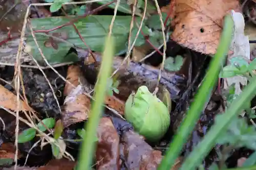 高司神社〜むすびの神の鎮まる社〜の自然