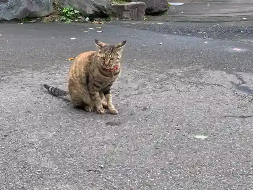御誕生寺（猫寺）の動物