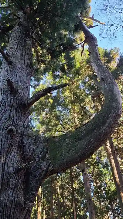 武蔵御嶽神社の自然