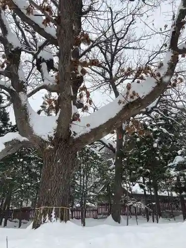 北海道神宮の自然