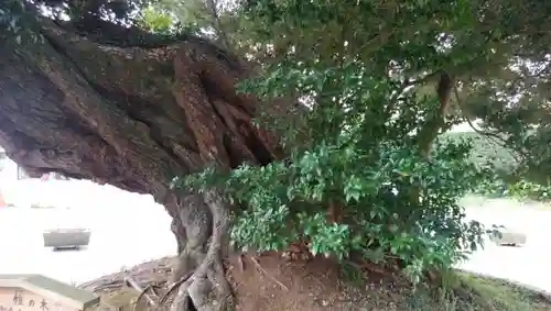 鹿島神宮の自然