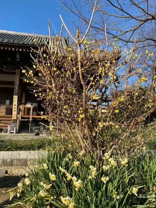 般若寺 ❁コスモス寺❁の自然