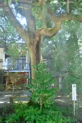 秩父神社の自然