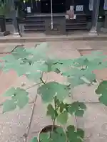 伏木香取神社の自然