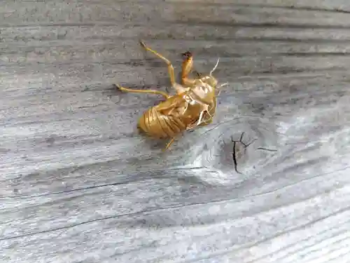 諏訪神社(福井県)