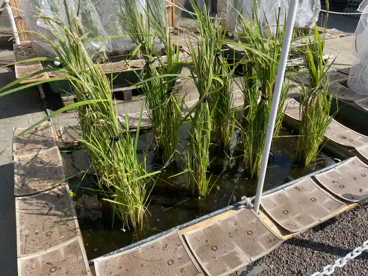 浅草神社(東京都)