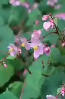 古知谷阿弥陀寺(京都府)