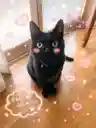 tomoさんのプロフィール画像