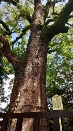 御勢大霊石神社 の自然