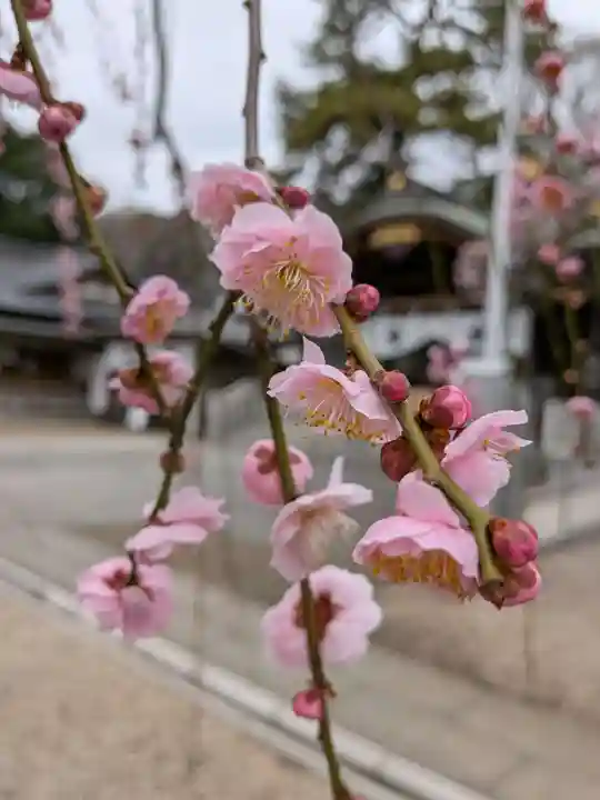 布多天神社(東京都)