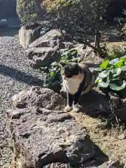 唐澤山神社の動物