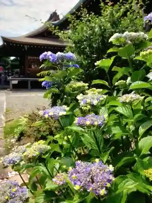 本郷氷川神社(東京都)