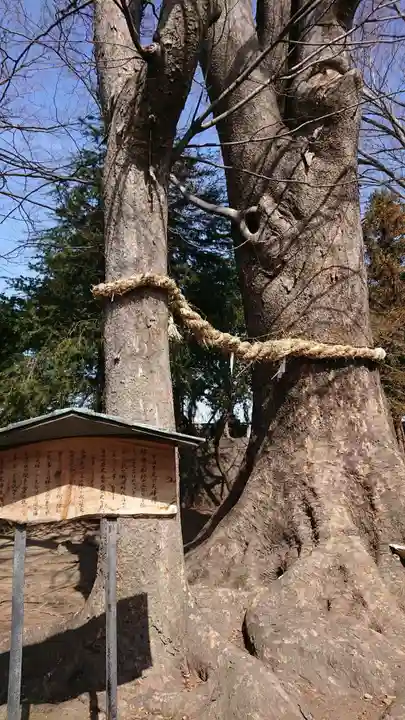 早尾神社の自然