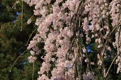 正観音堂の自然