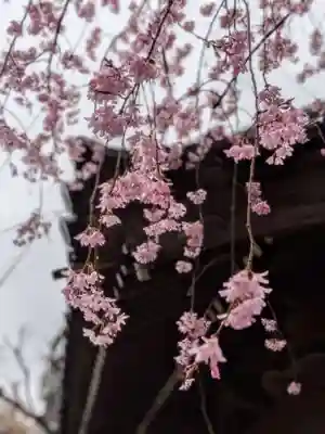 新井薬師(梅照院)(東京都)