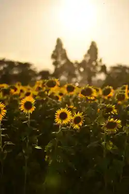 座間神社(神奈川県)