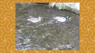 大田神社（賀茂別雷神社境外摂社）(京都府)