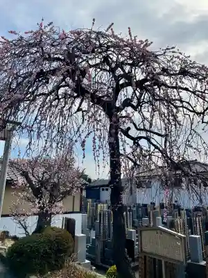 法蔵寺(東京都)