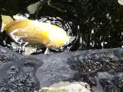 伊豆山神社の動物