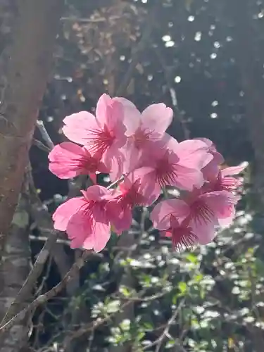 葛木御歳神社(奈良県)