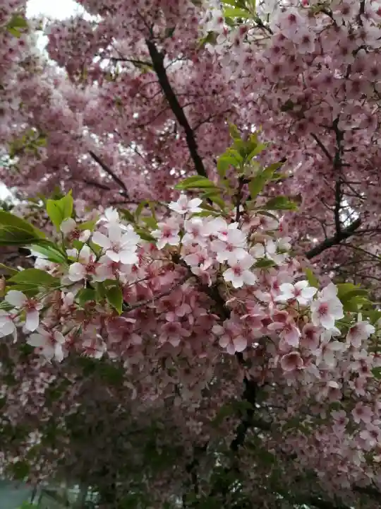 川越氷川神社の{uncategorized: "未分類", other: "その他", undefined: "問題あり", building: "その他建物", grave: "お墓", sacred_gate: "鳥居", guardian: "狛犬", statue: "像", buddha: "仏像", history: "歴史", nature: "自然", garden: "庭園", animal: "動物", pagoda: "塔", temizu: "手水舎", mountain_gate: "山門・神門", sanctuary: "本殿・本堂", subordinate: "末社・摂社", art: "芸術", scenery: "景色", jizo: "地蔵", ema: "絵馬", goshuin: "御朱印", omikuji: "おみくじ", items: "授与品その他", amulet: "お守り", goshuincho: "御朱印帳", eats: "食事", festival: "お祭り", votive_dance: "神楽", shichigosan: "七五三参", wedding: "結婚式", experience: "体験その他", initially: "初詣", around: "周辺", anti_infection: "感染症対策"}