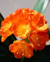 伊達神社の自然