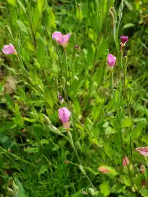向野神社の自然