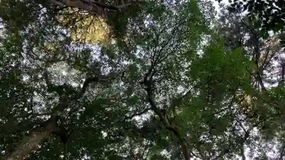 佐太神社の自然