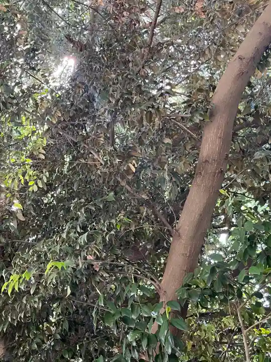 柏諏訪神社(千葉県)