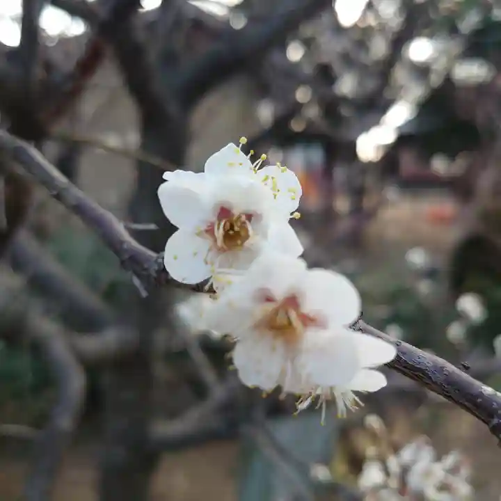 鶴峯八幡宮の自然