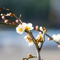 諫早神社（九州総守護  四面宮）の御朱印