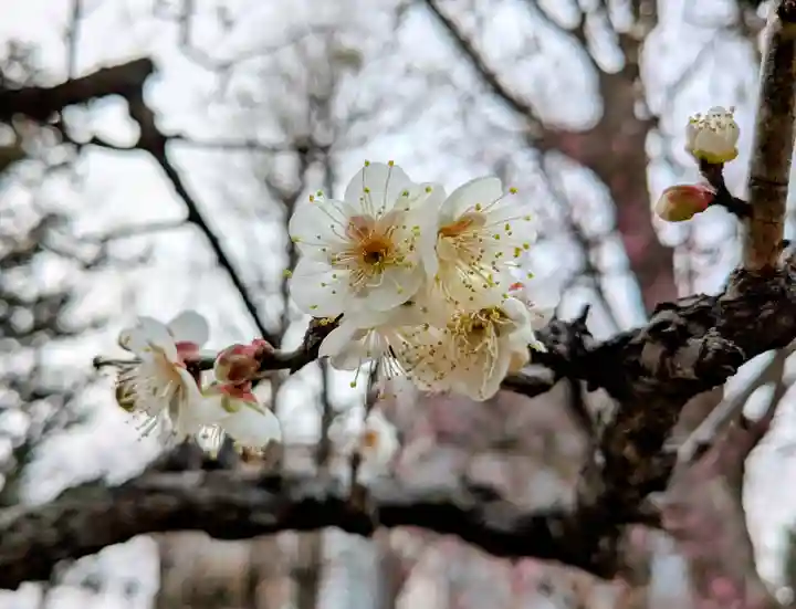 西向天神社(東京都)