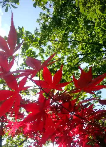 岩見澤神社の自然